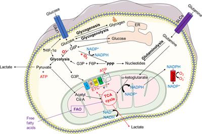 Physiological and Pathophysiological Roles of Metabolic Pathways for NET Formation and Other Neutrophil Functions